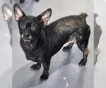 Small #1 Chihuahua
