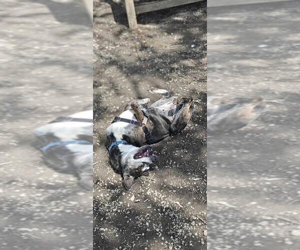 Medium Photo #12 Mutt Puppy For Sale in Elmsford, NY, USA