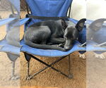 Small #21 German Shepherd Dog Mix
