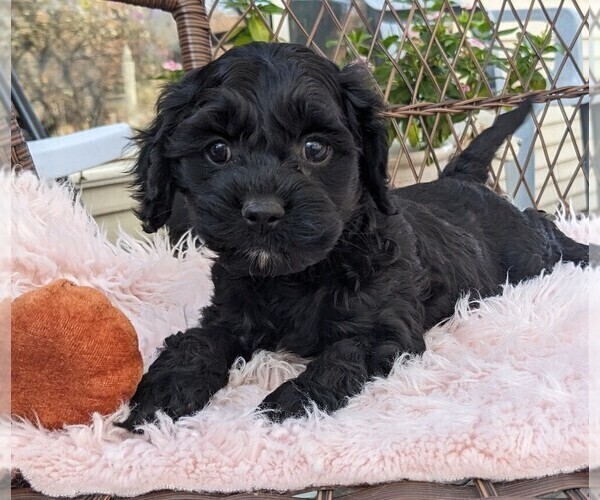 Medium Photo #10 Cock-A-Poo Puppy For Sale in SALEM, MO, USA