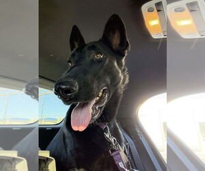 Holland Shepherd-Unknown Mix Dogs for adoption in Imlay City, MI, USA