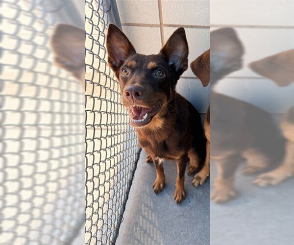 Medium Photo #1 Doberman Pinscher-Unknown Mix Puppy For Sale in Corpus Christi, TX, USA
