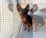 Small Doberman Pinscher Mix