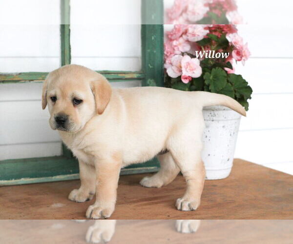 Medium Photo #10 Labrador Retriever Puppy For Sale in STANLEY, NY, USA