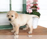 Small Photo #10 Labrador Retriever Puppy For Sale in STANLEY, NY, USA