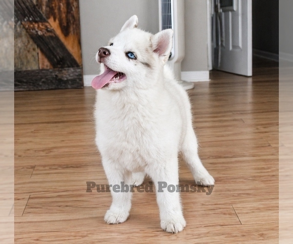 Medium Photo #1 Pomsky Puppy For Sale in KANSAS CITY, MO, USA