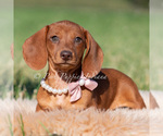 Puppy Moxie AKC Dachshund