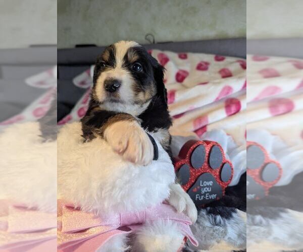 Medium Photo #7 Double Doodle Puppy For Sale in FAIRFIELD, CA, USA