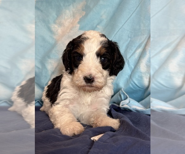 Medium Photo #8 Bernedoodle (Miniature) Puppy For Sale in LONGMONT, CO, USA