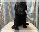Small Photo #6 Goldendoodle Puppy For Sale in DENVER, NC, USA