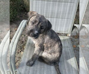 Medium Havanese Mix