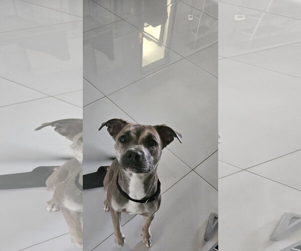 Medium Photo #1 Italian Greyhound-Labrador Retriever Mix Puppy For Sale in Miami, FL, USA