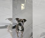 Small Italian Greyhound-Labrador Retriever Mix