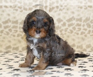 Cavapoo Puppy for sale in DENVER, PA, USA