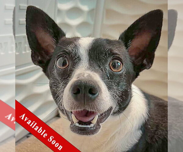 Medium Photo #1 Jack-Rat Terrier Puppy For Sale in Huntley, IL, USA
