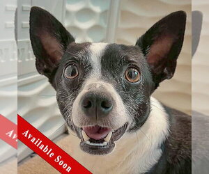 Jack-Rat Terrier Dogs for adoption in Huntley, IL, USA