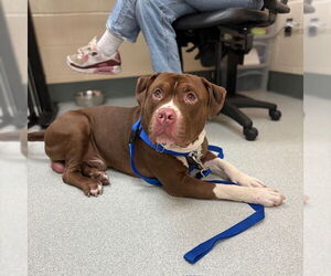 American Pit Bull Terrier Dogs for adoption in Boston, MA, USA