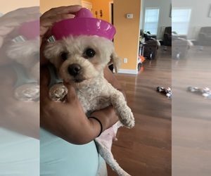 Mother of the Pekingese-Poodle (Toy) Mix puppies born on 05/04/2025