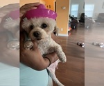 Small Photo #1 Pekingese-Poodle (Toy) Mix Puppy For Sale in FAYETTEVILLE, NC, USA