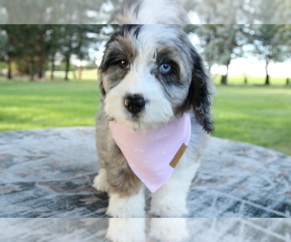 Medium Photo #5 Bernedoodle (Miniature) Puppy For Sale in BOSWELL, IN, USA