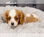 Small Photo #2 Cavalier King Charles Spaniel Puppy For Sale in CINCINNATI, OH, USA