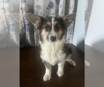 Small #43 Aussie-Corgi