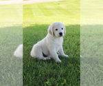 Small Photo #3 English Cream Golden Retriever Puppy For Sale in GOSHEN, IN, USA