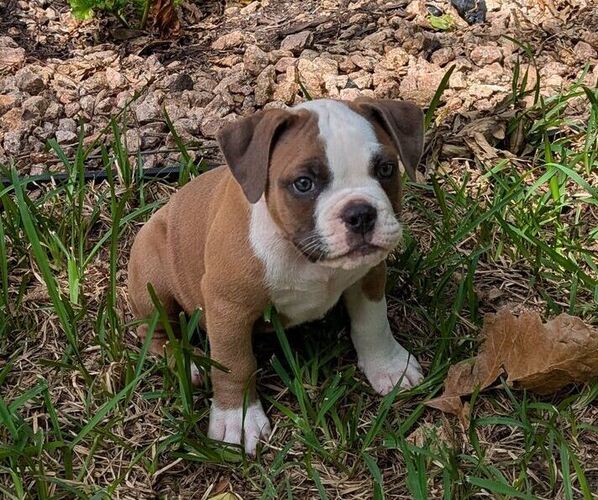Medium Photo #5 Olde English Bulldogge Puppy For Sale in AUSTIN, TX, USA