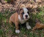 Small #4 Olde English Bulldogge
