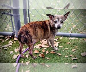 TIGER LILY - Female Chihuahua-Unknown Mix Dog for Adoption
