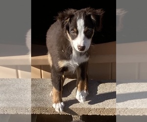 Miniature Australian Shepherd Puppy for sale in FORT MORGAN, CO, USA
