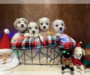 Cavachon Puppy for Sale in MAGNOLIA, Texas USA