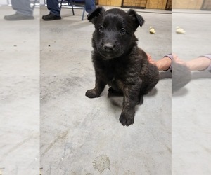 Belgian Malinois Puppy for sale in JOPLIN, MO, USA