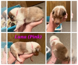 Collie Puppy for Sale in HARKER HEIGHTS, Texas USA
