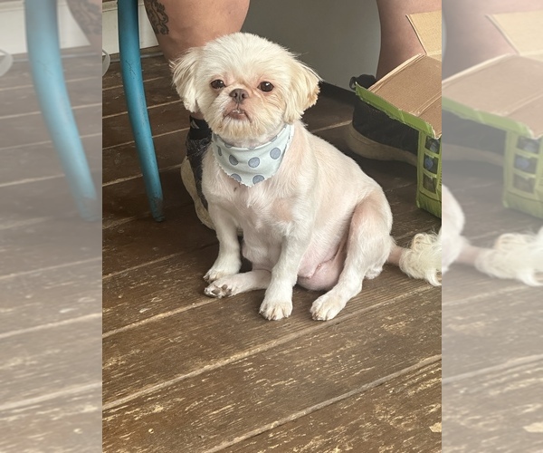 Medium Photo #1 Shih Tzu Puppy For Sale in BERKELEY SPRINGS, WV, USA