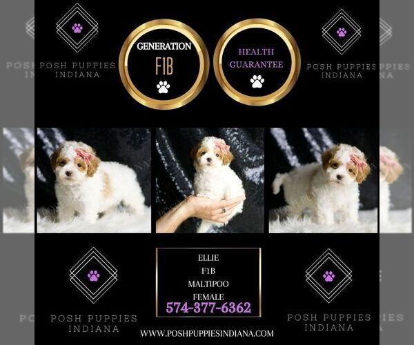 Medium Photo #2 Maltipoo Puppy For Sale in WARSAW, IN, USA