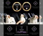 Small #1 Maltipoo
