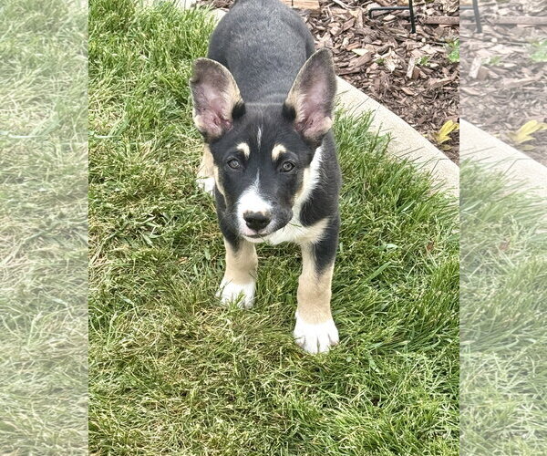 Medium Photo #2 Mutt Puppy For Sale in Sandy, UT, USA