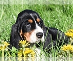 Small Photo #7 Basset Hound Puppy For Sale in SEQUIM, WA, USA