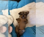 Small Photo #19 Yorkshire Terrier Puppy For Sale in ORLANDO, FL, USA