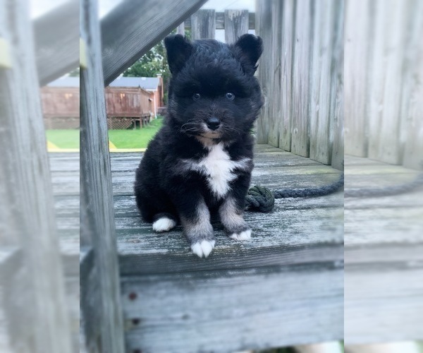 Medium Photo #7 Pomsky Puppy For Sale in WHEELERSBURG, OH, USA