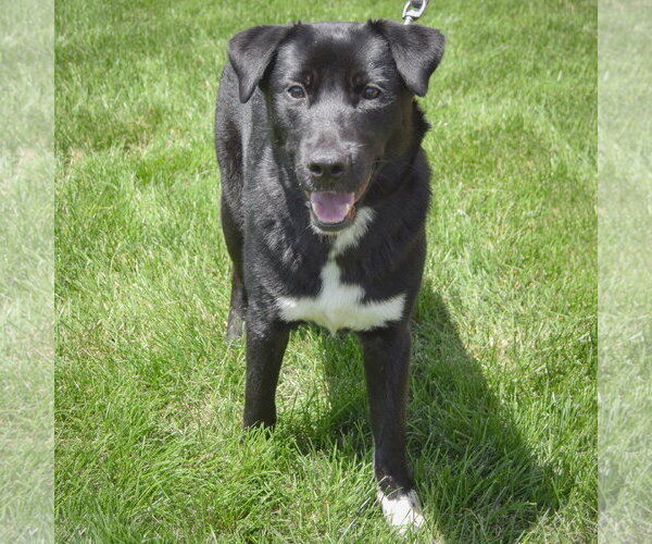 Medium Photo #3 Mutt Puppy For Sale in Huntley, IL, USA