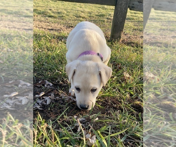 Medium Photo #5 Labrador Retriever Puppy For Sale in CANOGA, NY, USA
