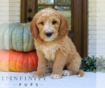 Small #1 Goldendoodle (Miniature)