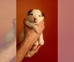 Small Photo #36 American Bulldog Puppy For Sale in MARYVILLE, MO, USA