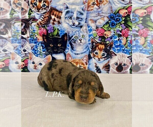 Medium Photo #2 Dachshund Puppy For Sale in WINNSBORO, LA, USA