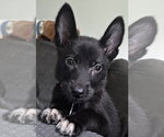 Small #1 Mutt