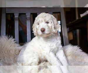 Goldendoodle Puppy for sale in OLATHE, KS, USA