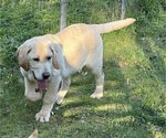 Small Photo #5 Labrador Retriever Puppy For Sale in SEATTLE, WA, USA