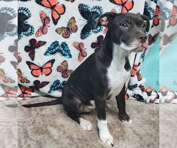 Medium Photo #1 Boxador Puppy For Sale in Wetumpka, AL, USA